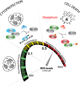 Oxeiptosis -- an alternative cell death mechanism