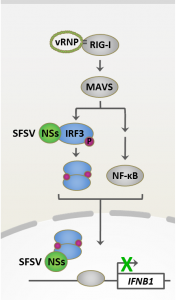 SFSV NSs disrupts Interferon Induction