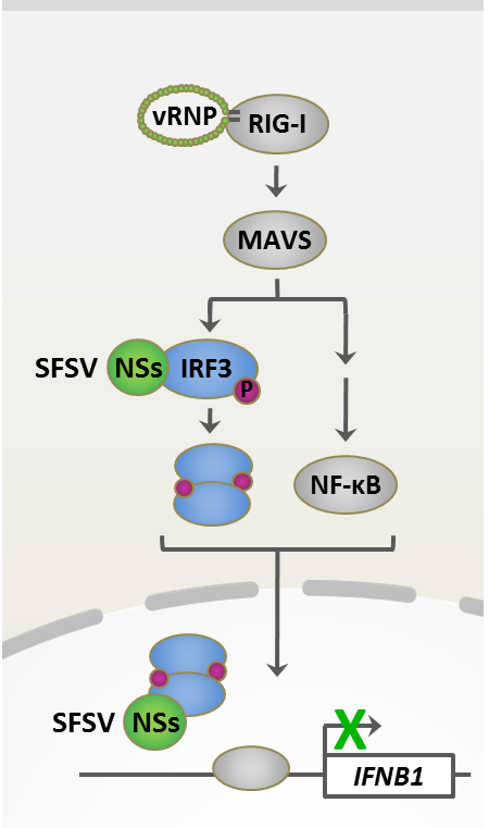 SFSV NSs disrupts Interferon Induction