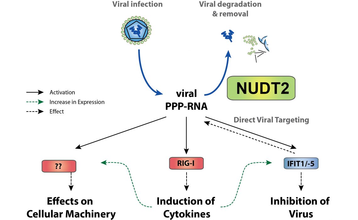 PPP-RNA deg by NUDT2