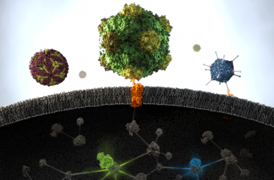 Molecular Biology of Innate Immunity and Virus Infections